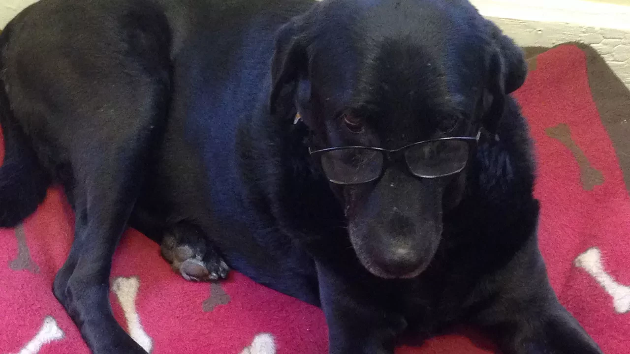 Babs lying down on a red mat, wearing a pair of glasses, giving an adorable and studious look.