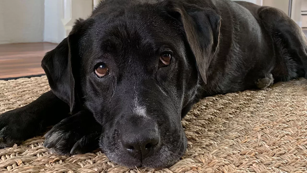 A dog named Charlie relaxing on the floor