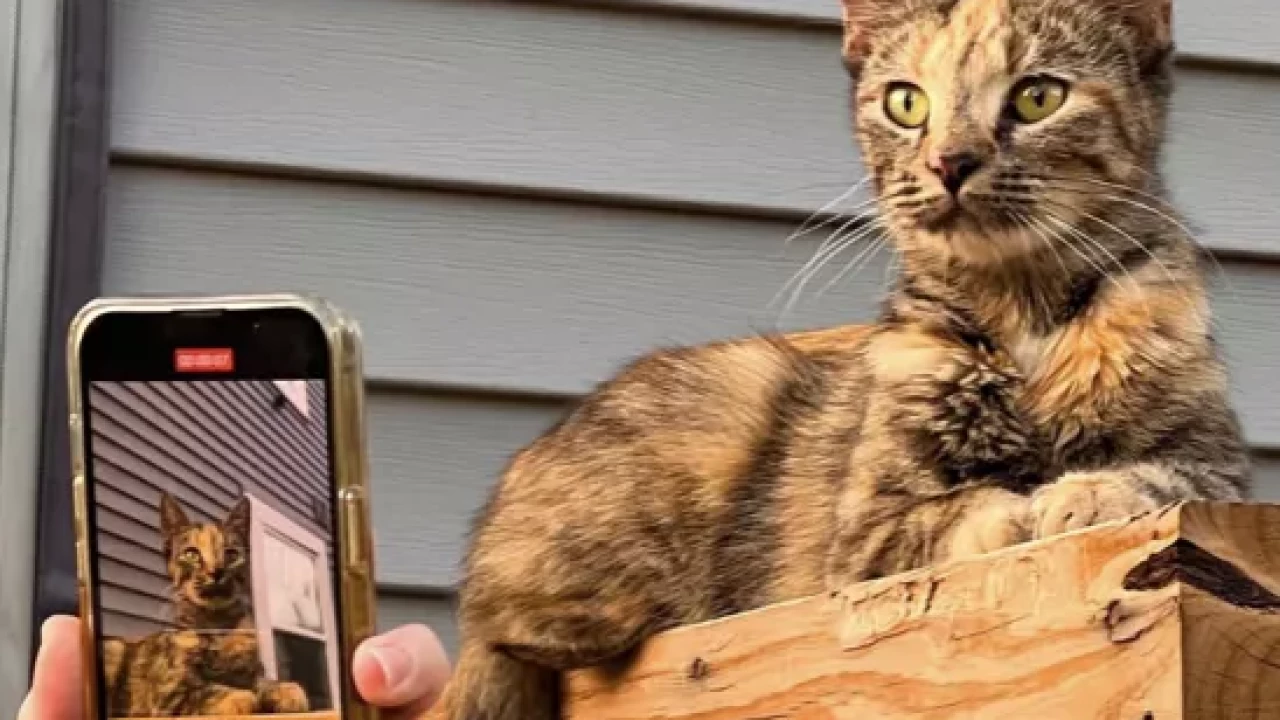 Megan Varela x Columbus Humane: Walk-In Wellness & Feral Cat Care Image